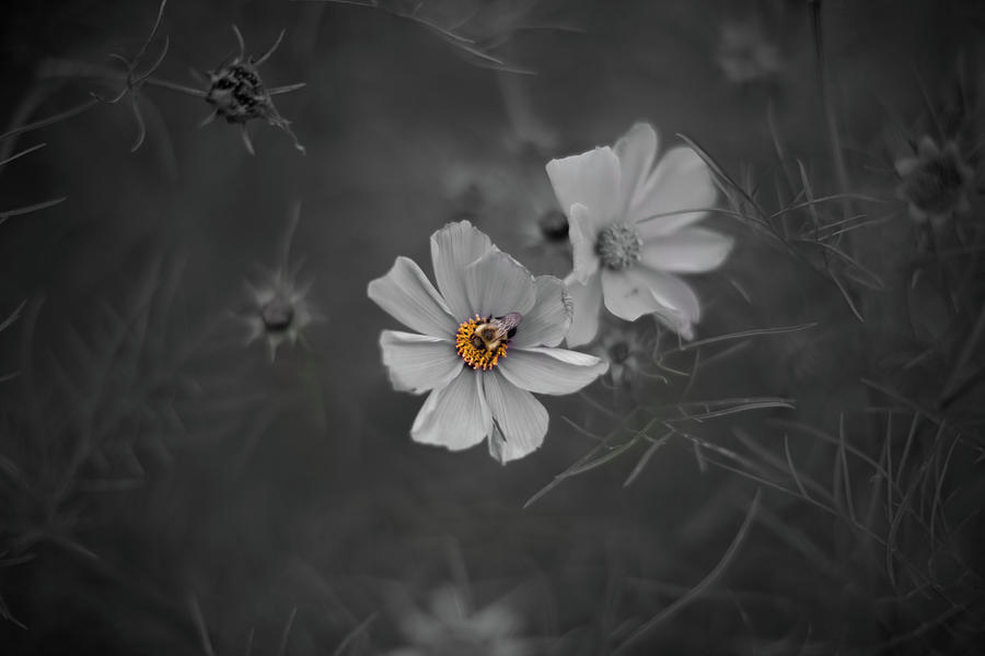 Bee in the fall Photograph by Jakub Sisak