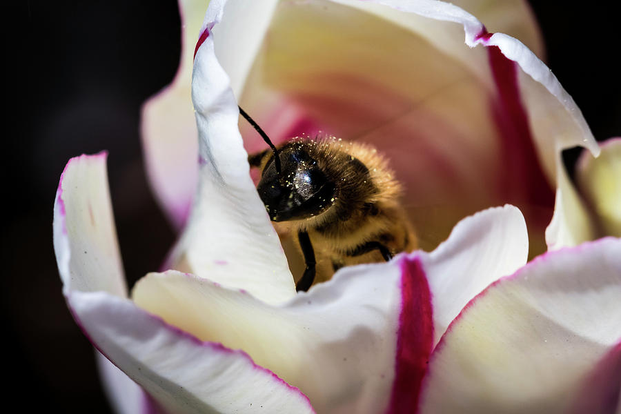 Bee in the Tulip Photograph by Jay Stockhaus