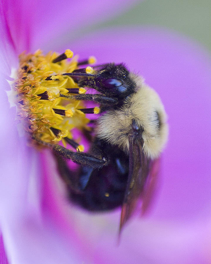Bee in Violet Photograph by Alan Raasch