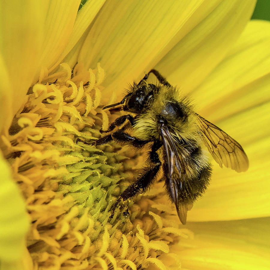 Bee In Yellow Flower Photograph by Paul Freidlund
