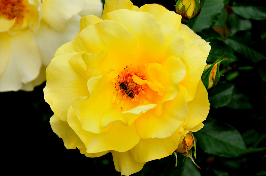 Rose Photograph - Bee in Yellow Rose by Lyle  Huisken