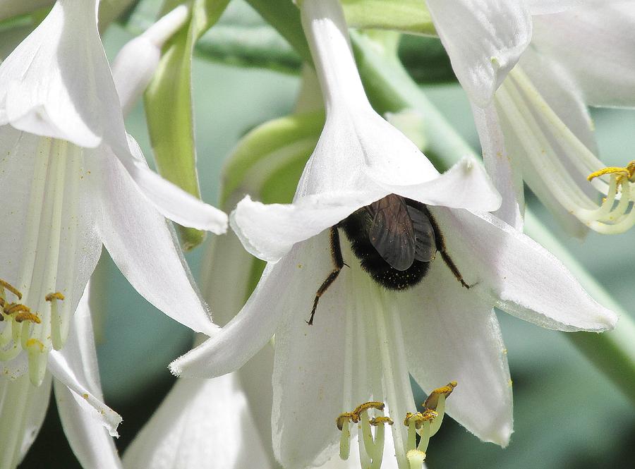 Bee Inside A Hosta Flower 2 Photograph by Lynne Miller