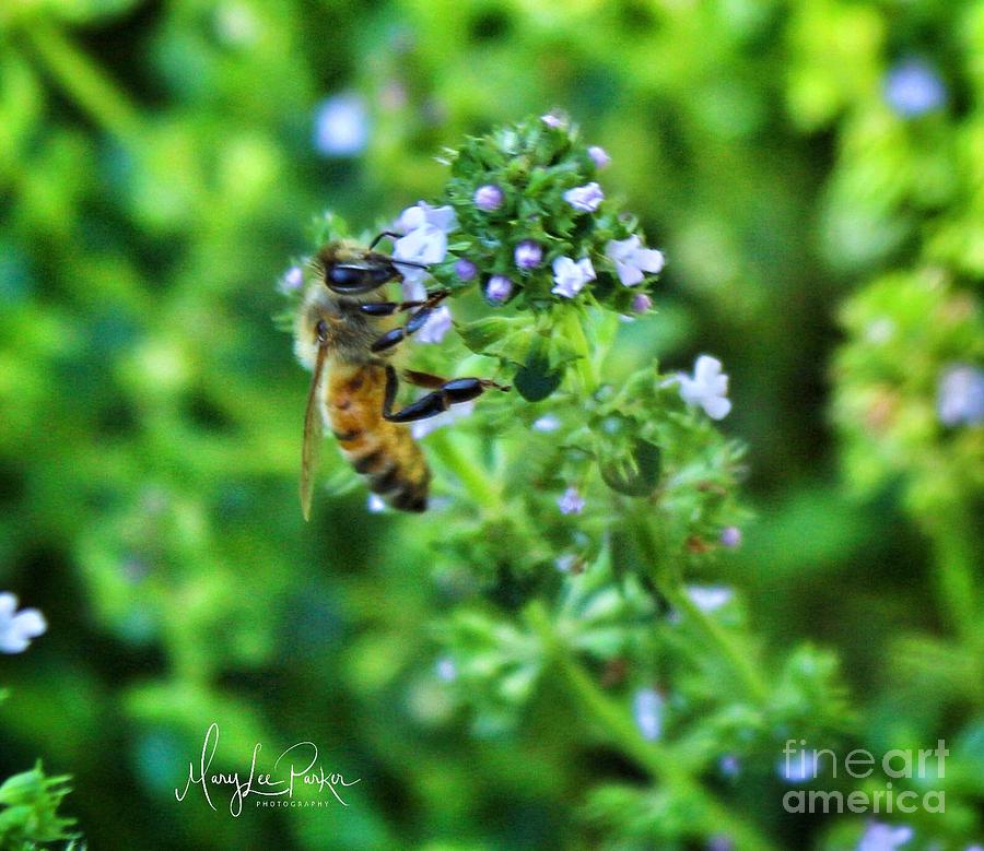 Bee Is In The Oregano Photograph by MaryLee Parker
