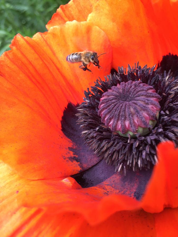 Bee Is Visiting A Poppy Photograph