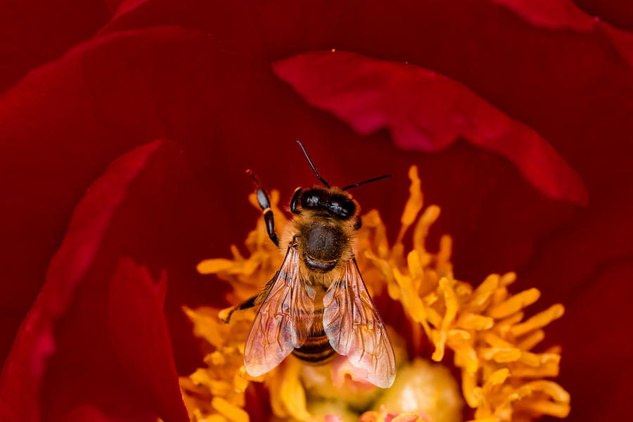 Bee Photograph by Jay Stockhaus