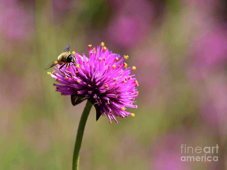 Bee Kind Photograph by Cindy Manero