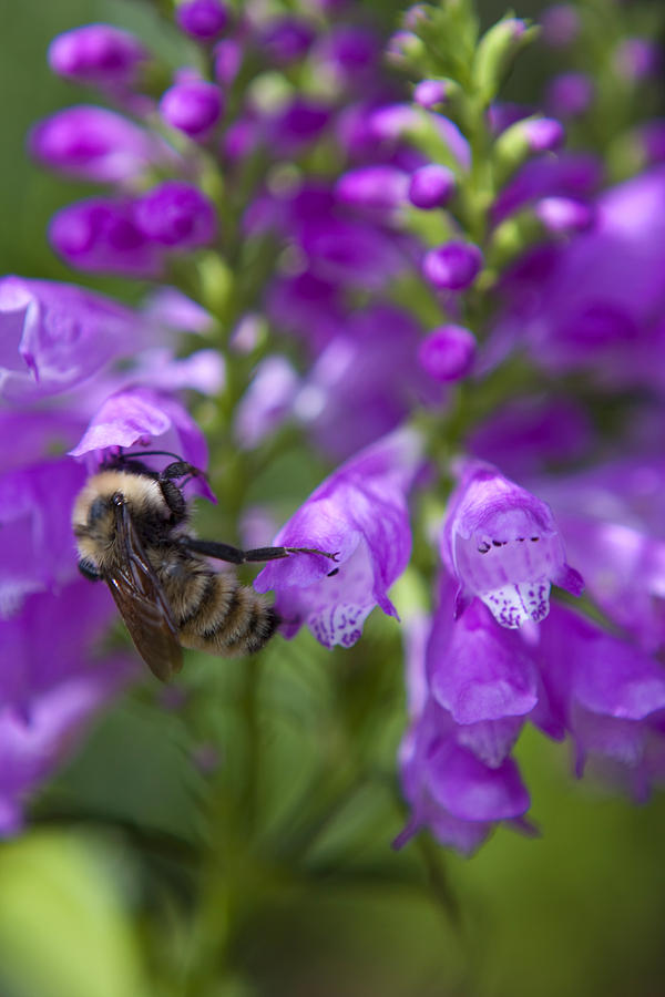 Bee Landing Photograph by Peter Skiba