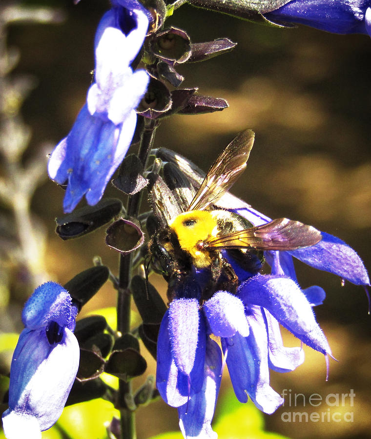 Bee Landing Photograph by Robert Knight