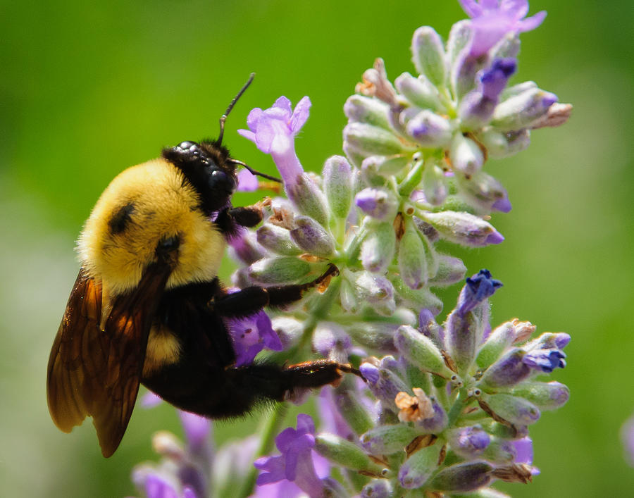 Bee Love Photograph by Roberta Kayne