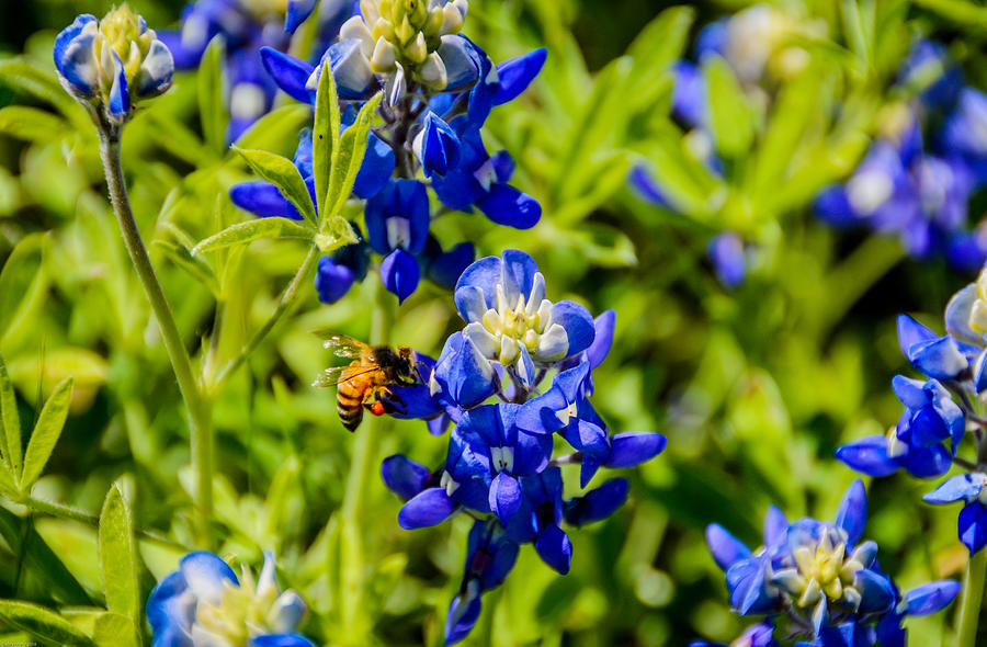 Bee-Loved Bluebonnet Photograph by Debra Martz