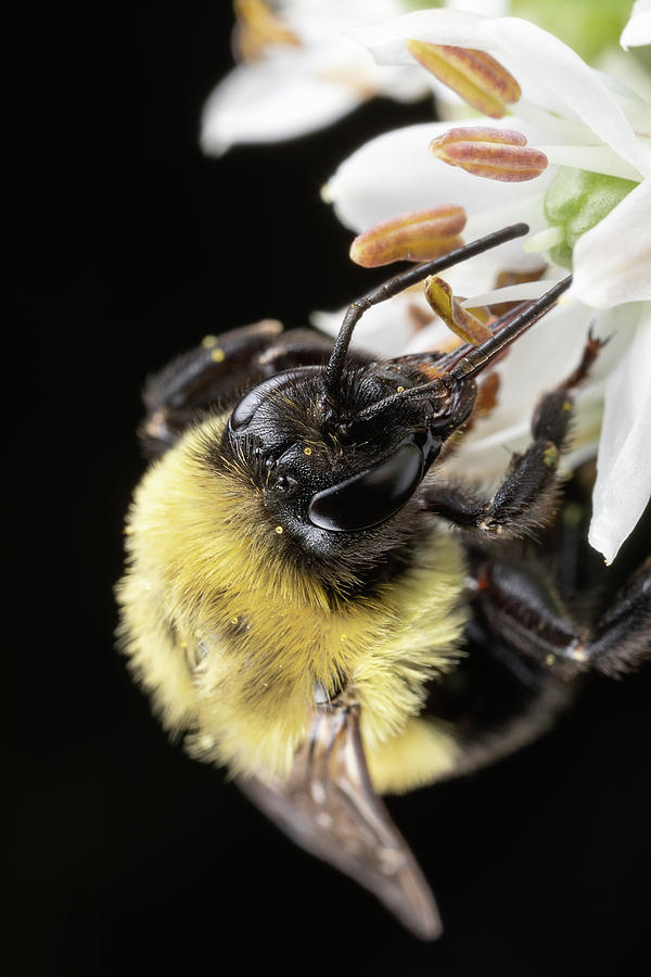 Bee Macro 1 Photograph by Brian Hale