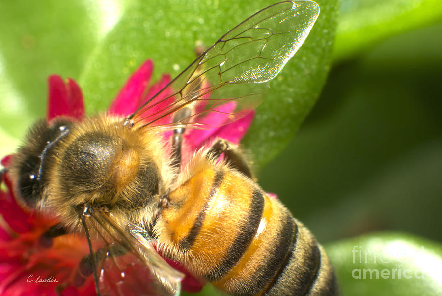 Bee Macro Shot Photograph by Claudia Ellis