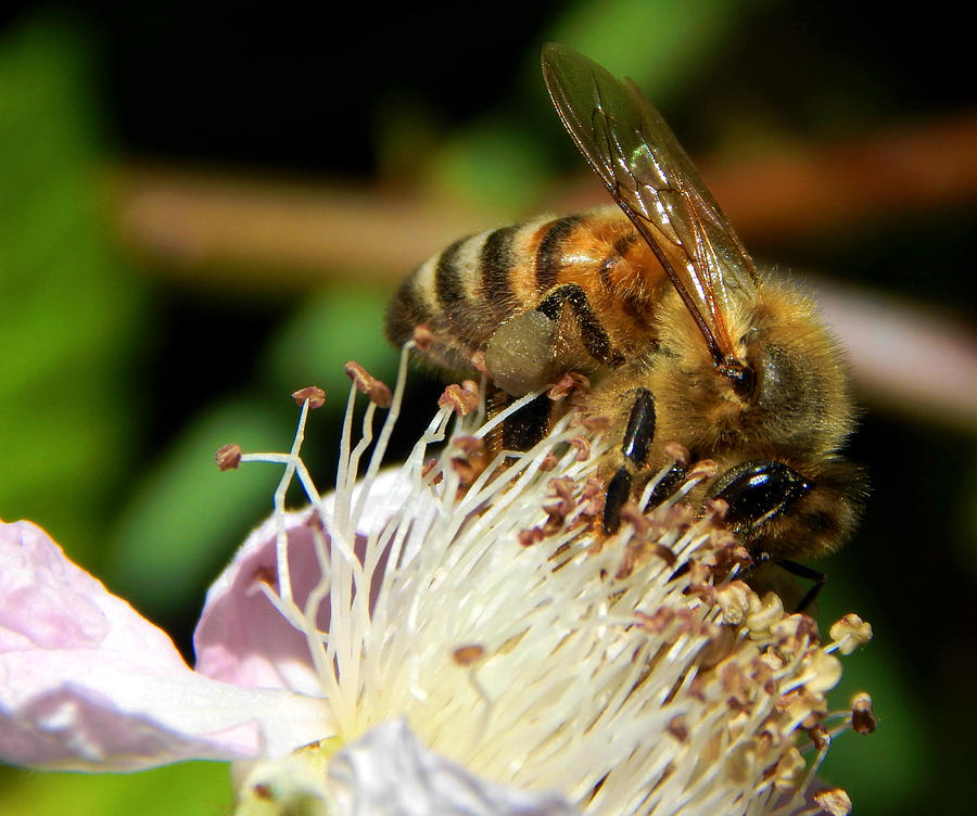 Bee Making A Blackberry Photograph by Glen Faxon
