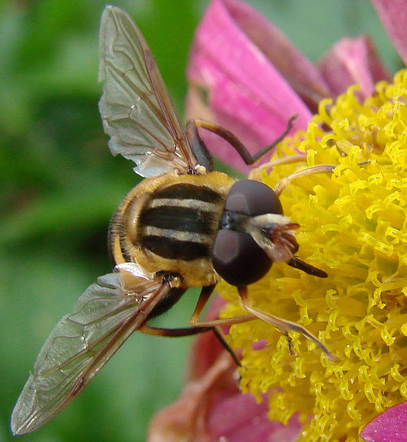 Insects Photograph - Ozark Hoover Pollinator Fly by Mary Halpin