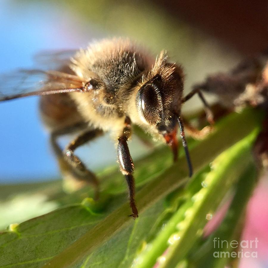 Spring Bee Photograph by Masha Batkova