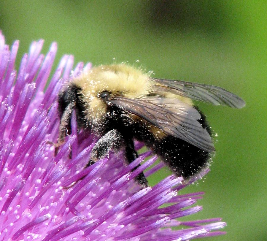 Bee Mine Photograph by Angela Davies