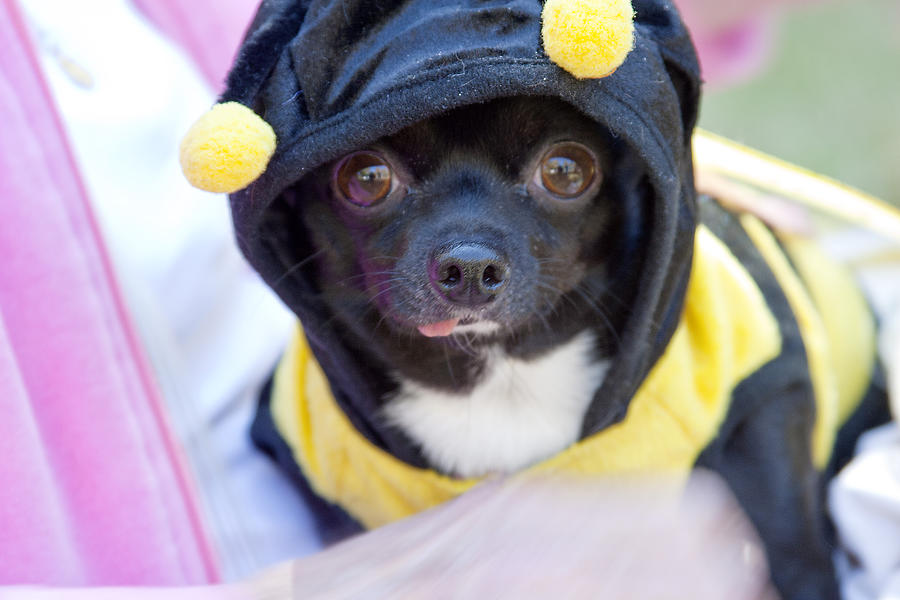 Chihuahua says Bee Mine Photograph by Toni Hopper