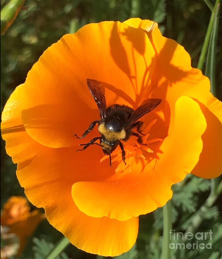 Bee My Buttercup Photograph by Susan Garren