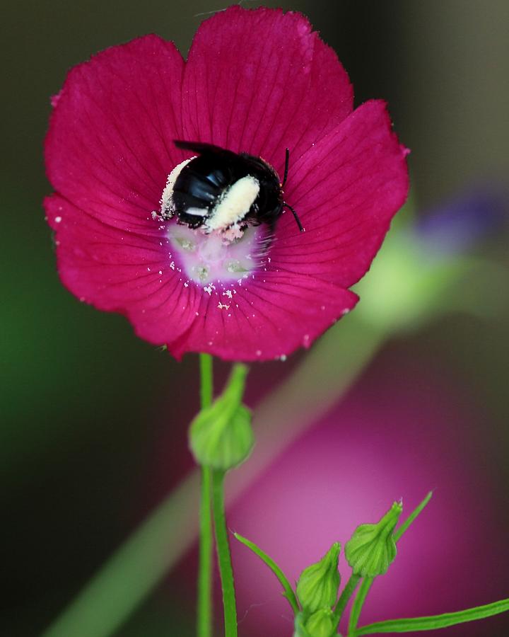 Bee My Guest Photograph by Elizabeth Sullivan