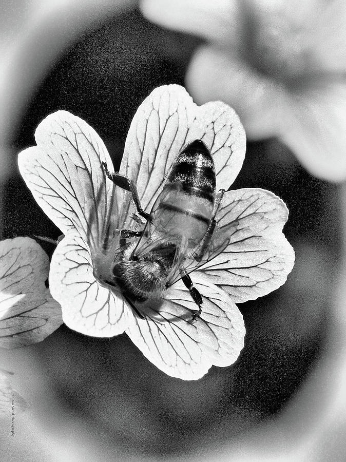 Bee My Nector Photograph by Don Siebel