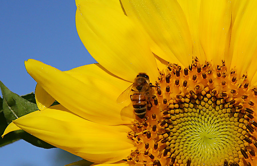 Bee My Sunshine Photograph by Shari Jardina