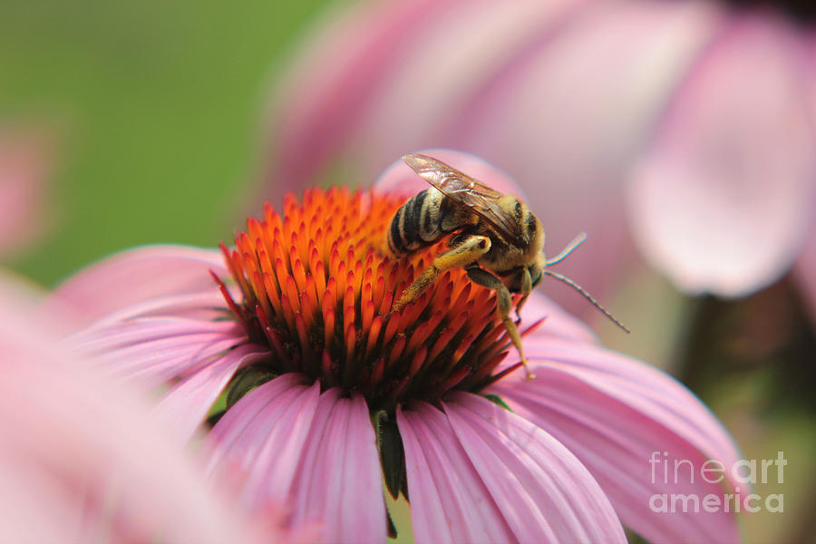 Bee N Working Hard Photograph by Lori Mellen-Pagliaro