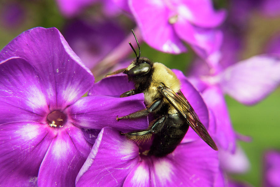 Bee Navigating for Nectar Photograph by Douglas Barnett