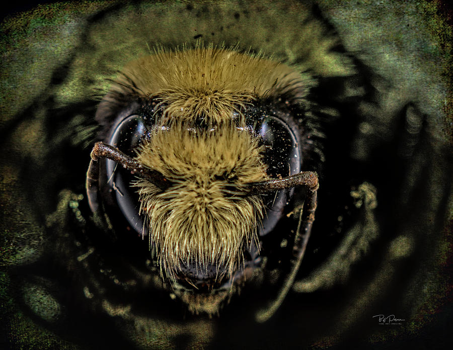Bee Nice Photograph by Bill Posner