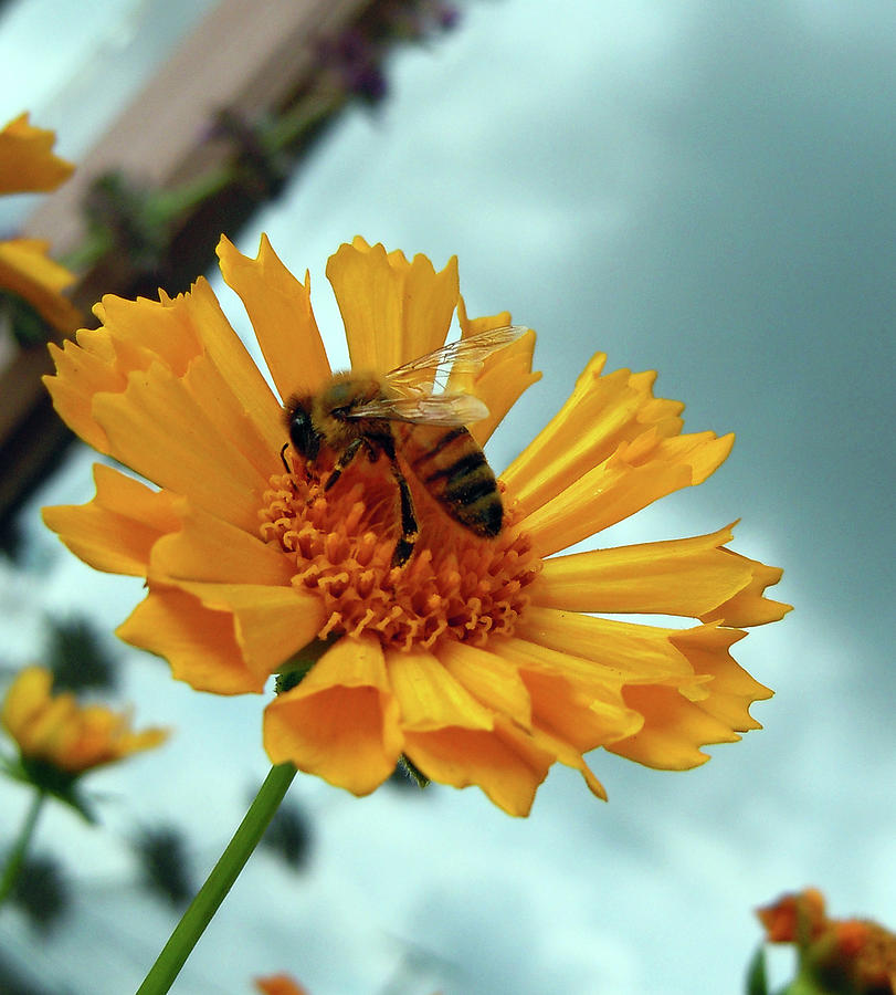 Flower Photograph - Bee Nice by Joy Tudor