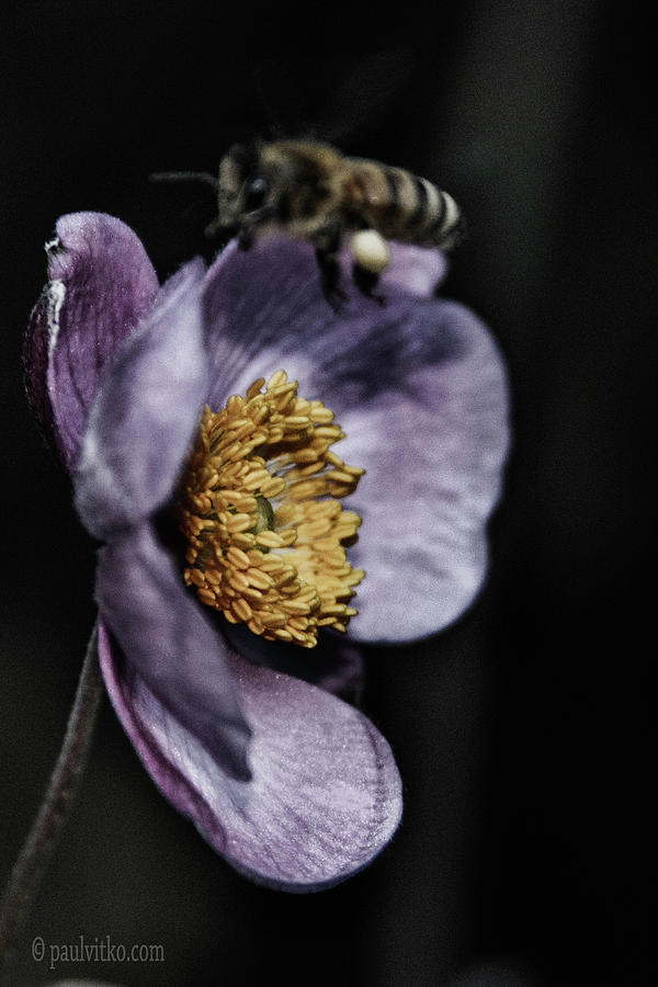 Bee Night.... Photograph by Paul Vitko