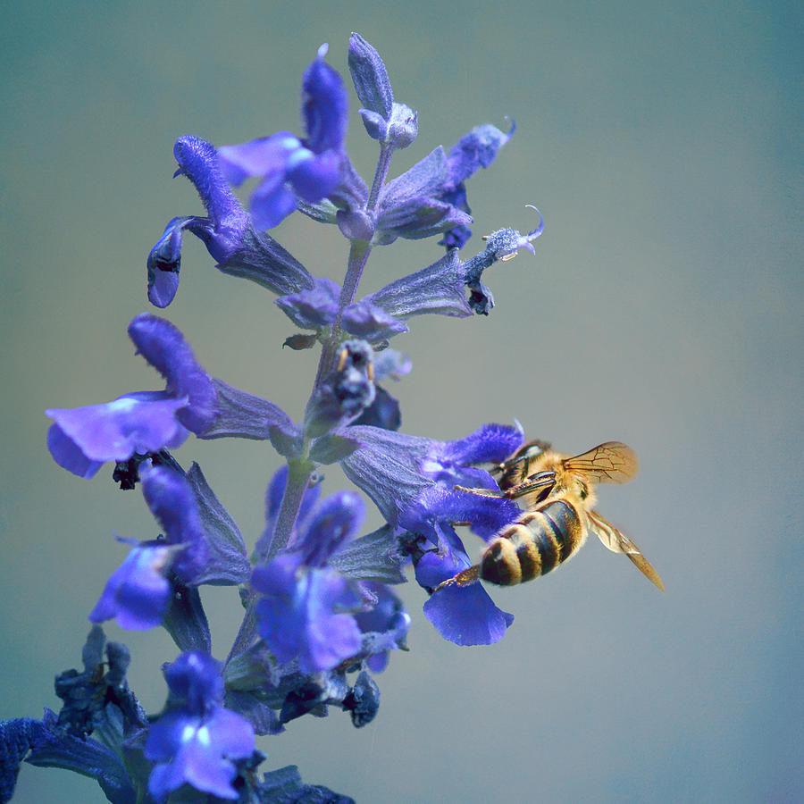 Bee - Salvia Photograph by Nikolyn McDonald