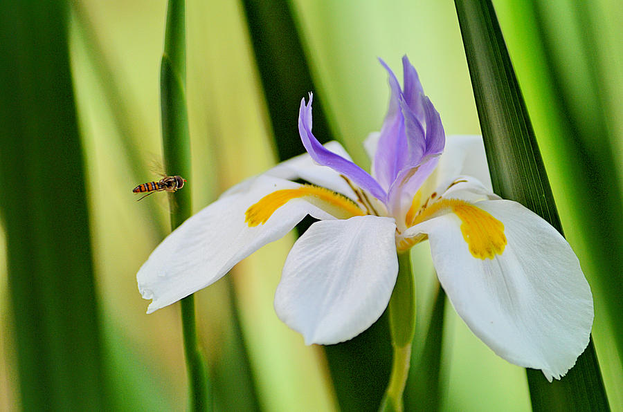 Iris Photograph - Bee Observer - Australian Native Iris by Anthony Robinson
