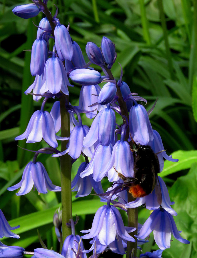 Bee on a Bluebell Photograph by John Topman