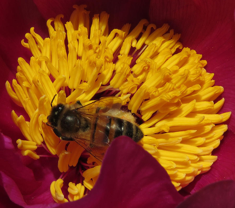 Bee on a Burgundy and Yellow Flower1 Photograph by John Topman