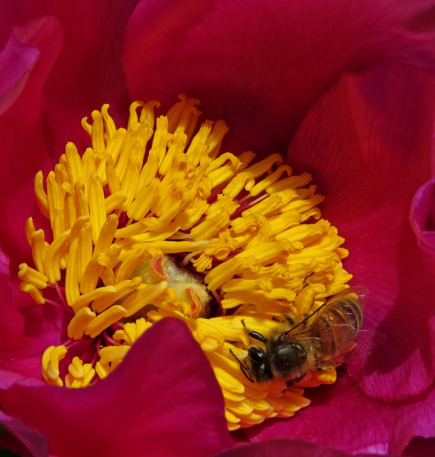Bee on a Burgundy and Yellow Flower2 Photograph by John Topman