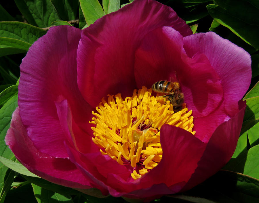 Bee on a Burgundy and Yellow Flower3 Photograph by John Topman