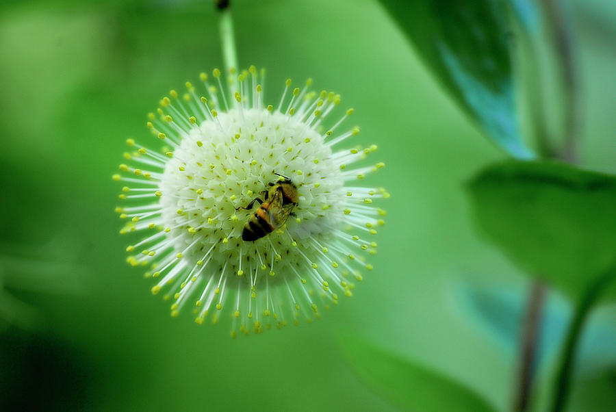 Flower Photograph - Bee on a Button Bush Bloom by Dan Jordan