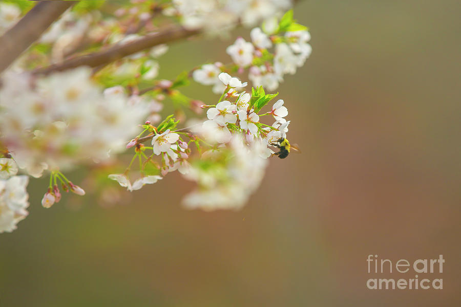 Bee on a Cherry Blossom Photograph by Diane Diederich
