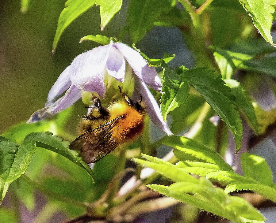 Bee on a Clematis Photograph by Jeff Townsend