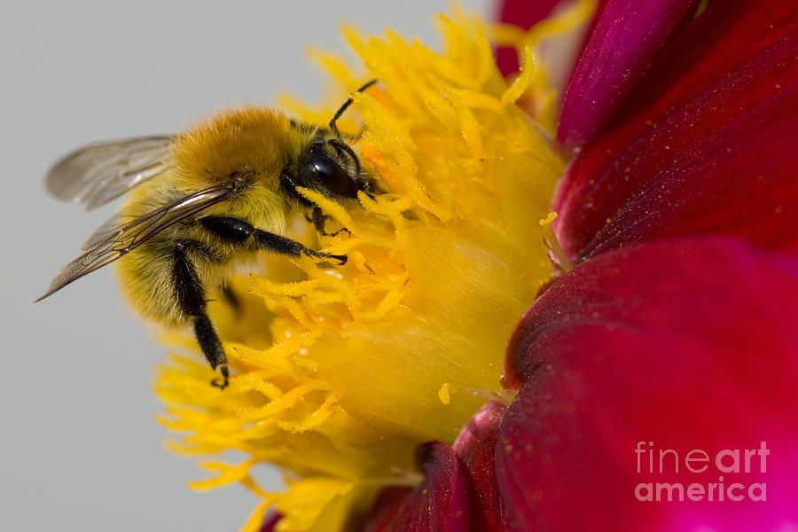 Bee On A Cosmos Flower Photograph by Jean-Louis Klein & Marie-Luce Hubert