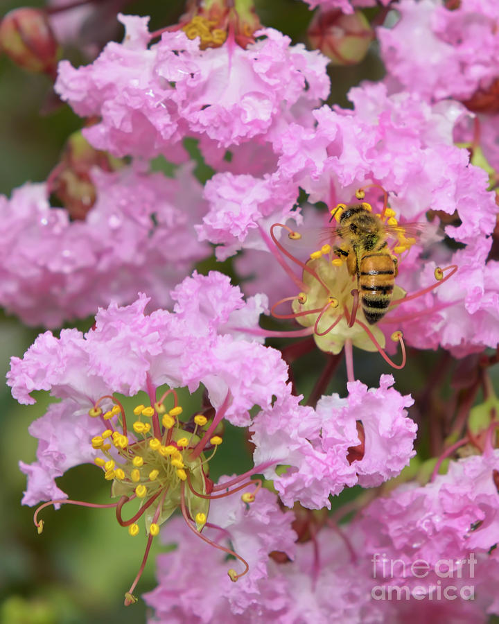 Bee on a Crepe Myrtle Flower Photograph by Olga Hamilton