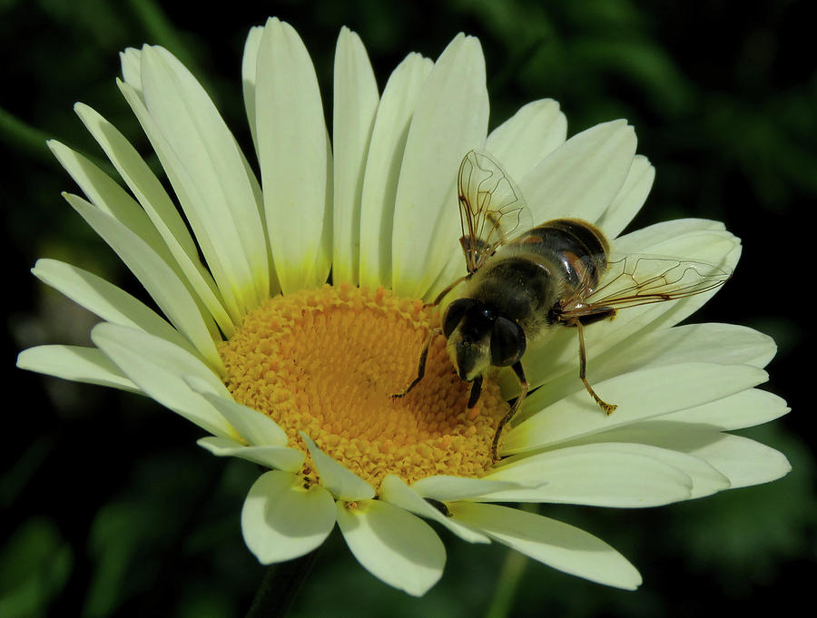 Bee on a Daisy Photograph by John Topman