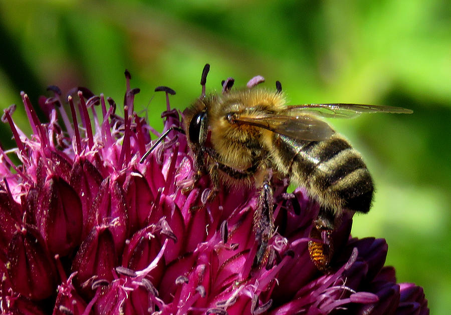 Bee on a Dark Pink Flower Photograph by John Topman