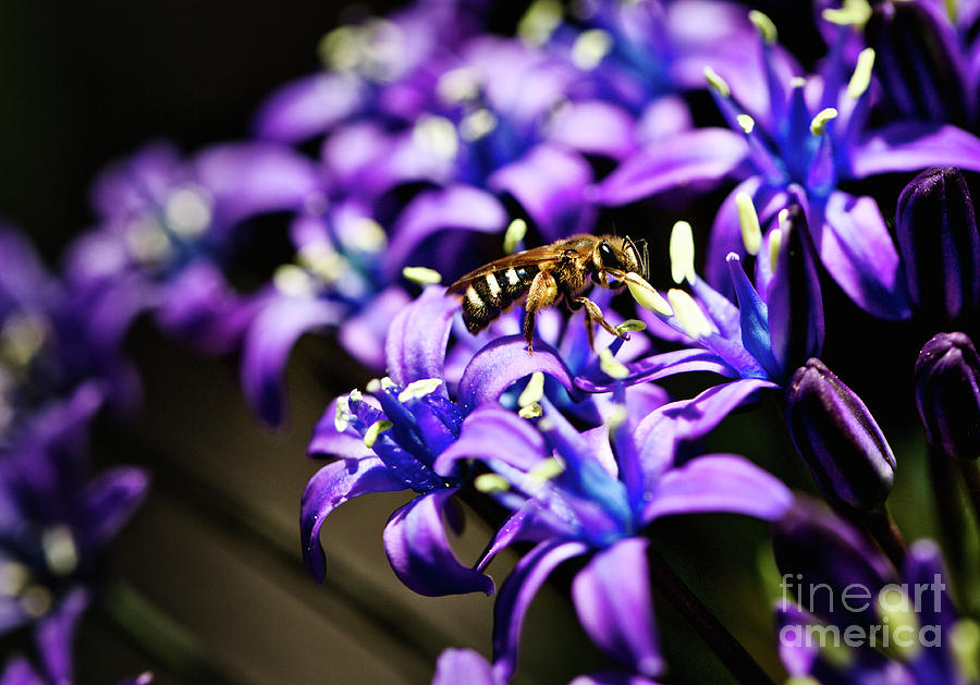 Bee on a flower Photograph by Bruce Block