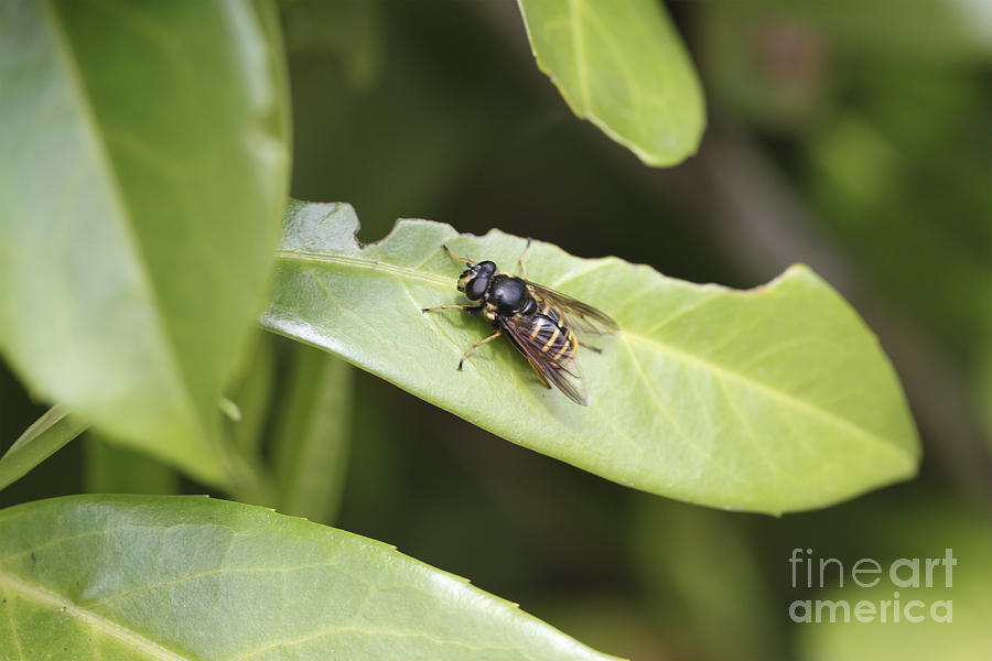 Insects Photograph - Bee on a Leaf by Carolyn Brown