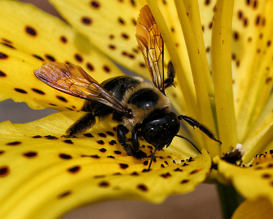 Bee on a Lily Photograph by William Selander