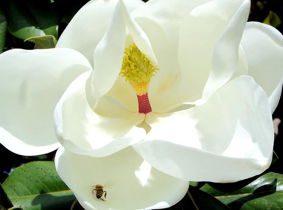 Bee On A Magnolia Photograph by KaFra Art