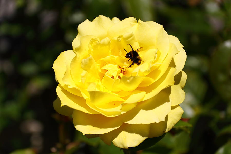 Bee On A Rose Photograph by Stephen Athea