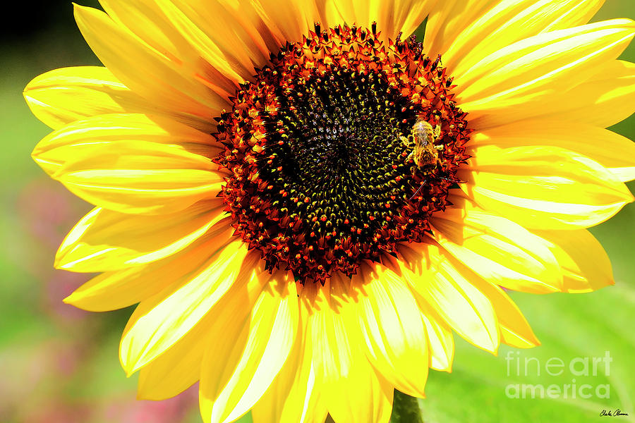 Bee on a Sunflower Photograph by Charles Abrams