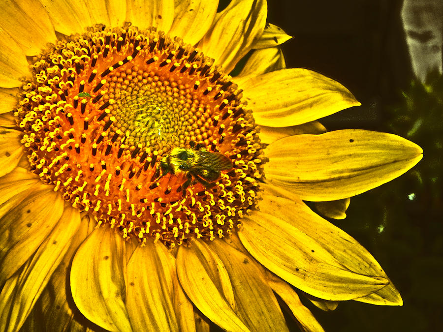 Bee on a Sunflower Photograph by Judy Hall-Folde